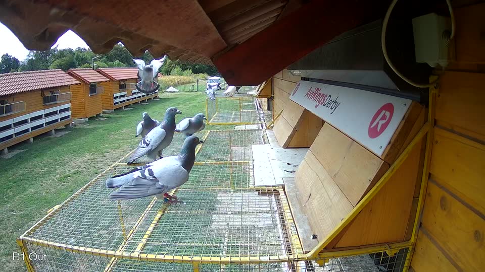 Pigeon Arrival Image For Race Race 4