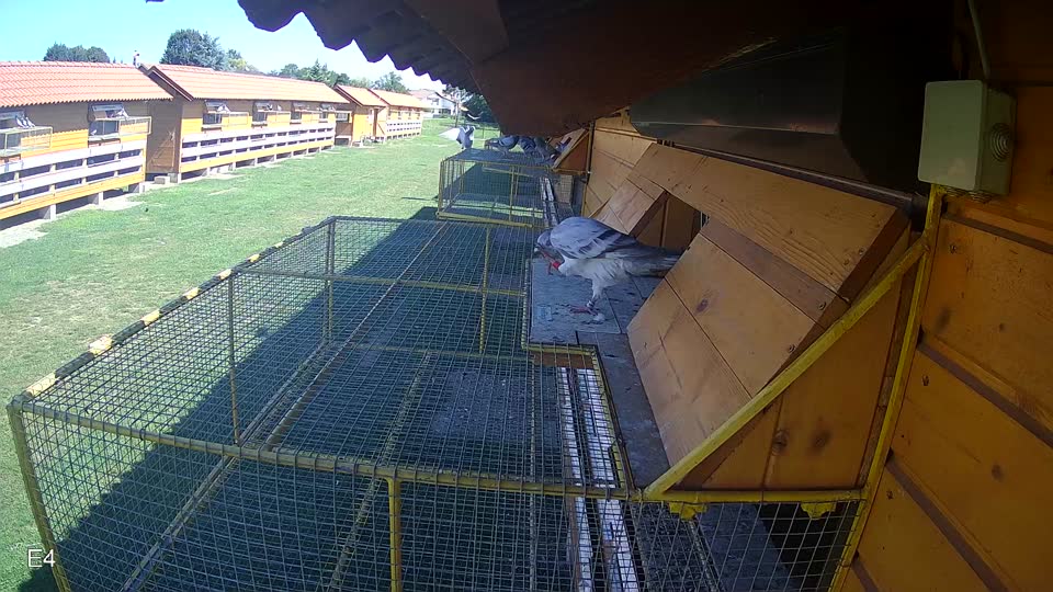 Pigeon Arrival Image For Race Race 2