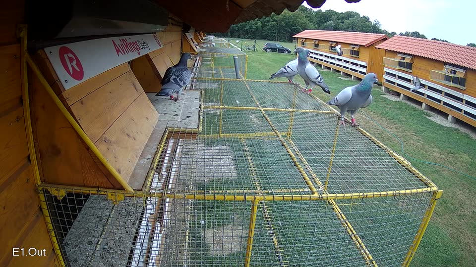 Pigeon Arrival Image For Race Race 3
