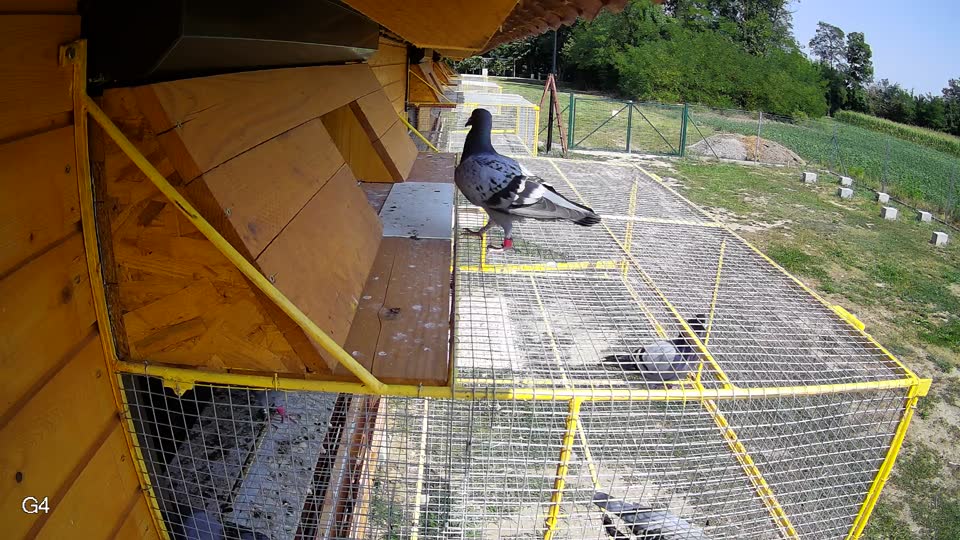 Pigeon Arrival Image For Race Race 4