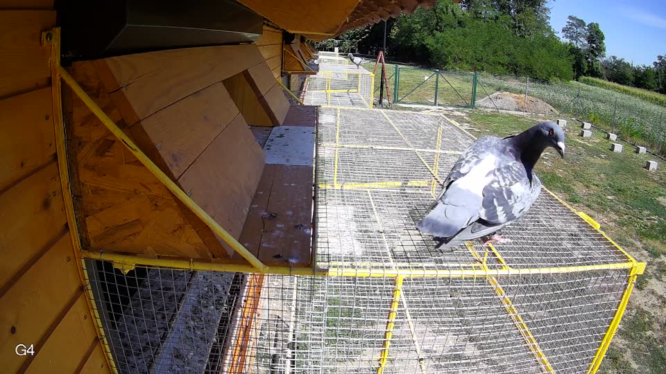 Pigeon Arrival Image For Race Race 5