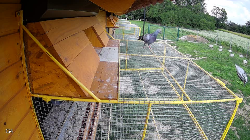 Pigeon Arrival Image For Race Race 6