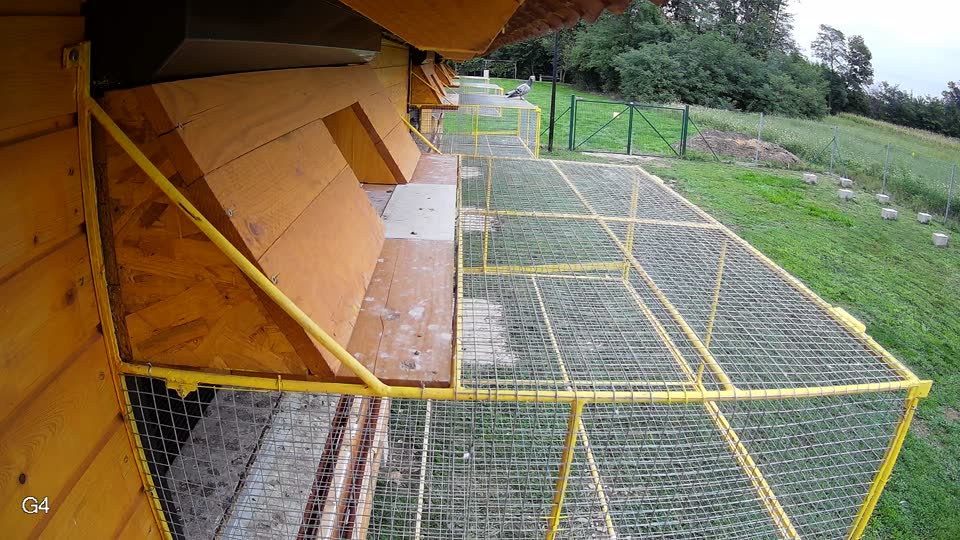 Pigeon Arrival Image For Race Final race 2