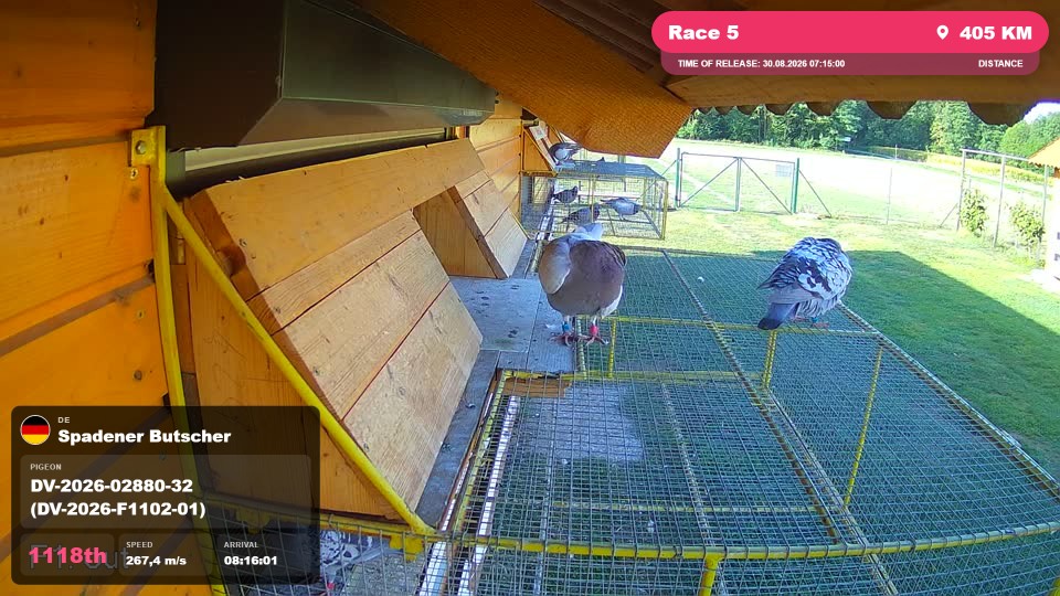 Pigeon Arrival Image For Race Race 5