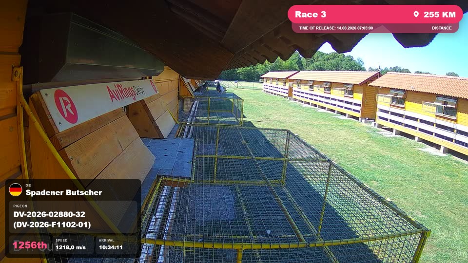 Pigeon Arrival Image For Race Race 3