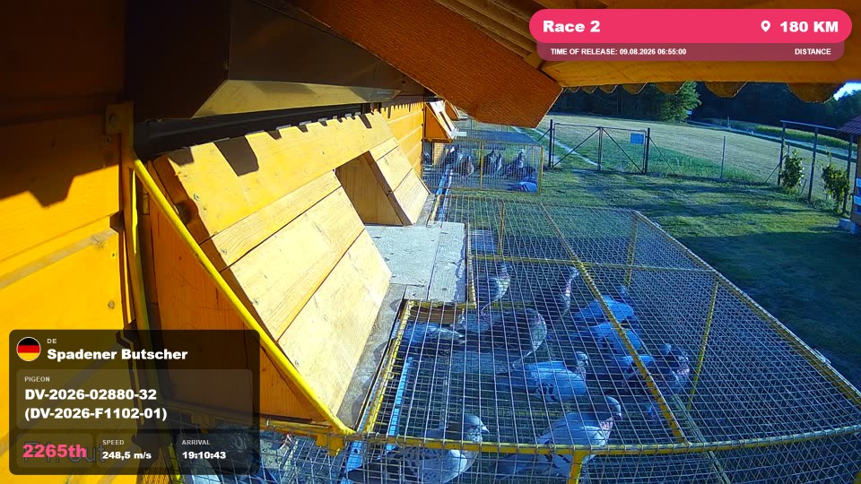 Pigeon Arrival Image For Race Race 2