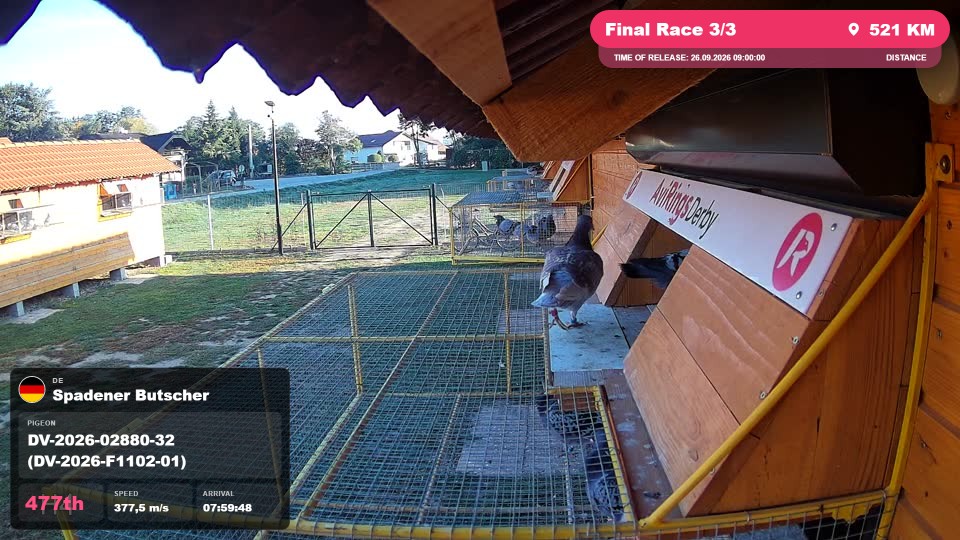 Pigeon Arrival Image For Race Final Race 3/3