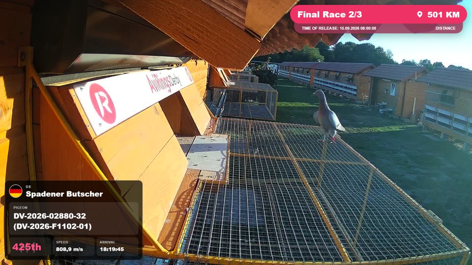 Pigeon Arrival Image For Race Final Race 2/3