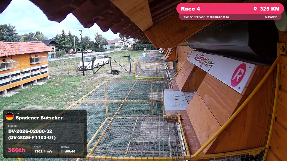 Pigeon Arrival Image For Race Race 4