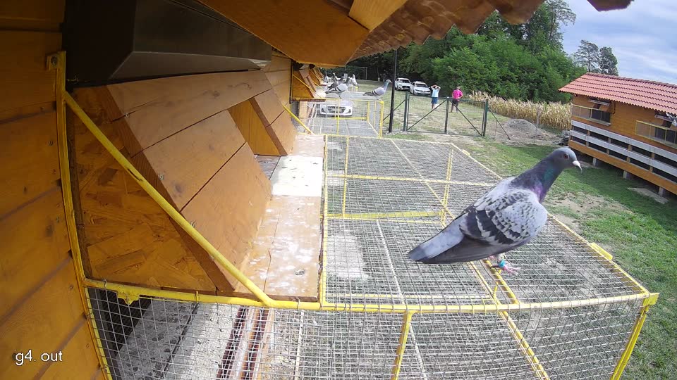 Pigeon Arrival Image For Race Race 4