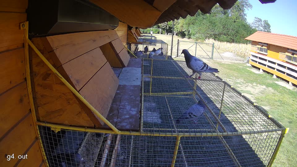 Pigeon Arrival Image For Race Race 3