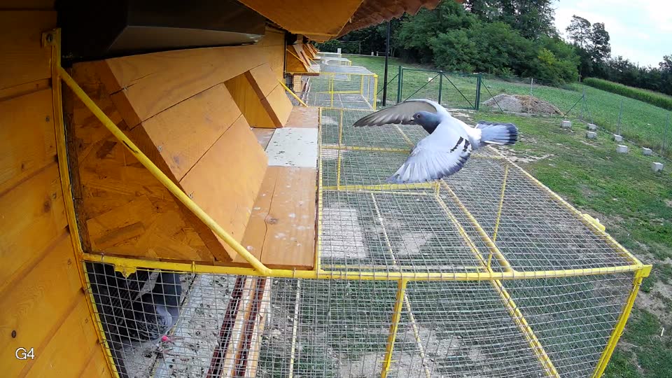 Pigeon Arrival Image For Race Race 3