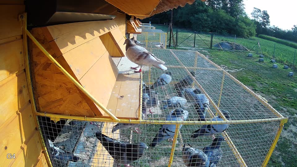 Pigeon Arrival Image For Race Race 4