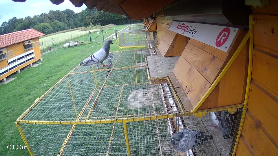 Pigeon Arrival Image For Race Final race 1