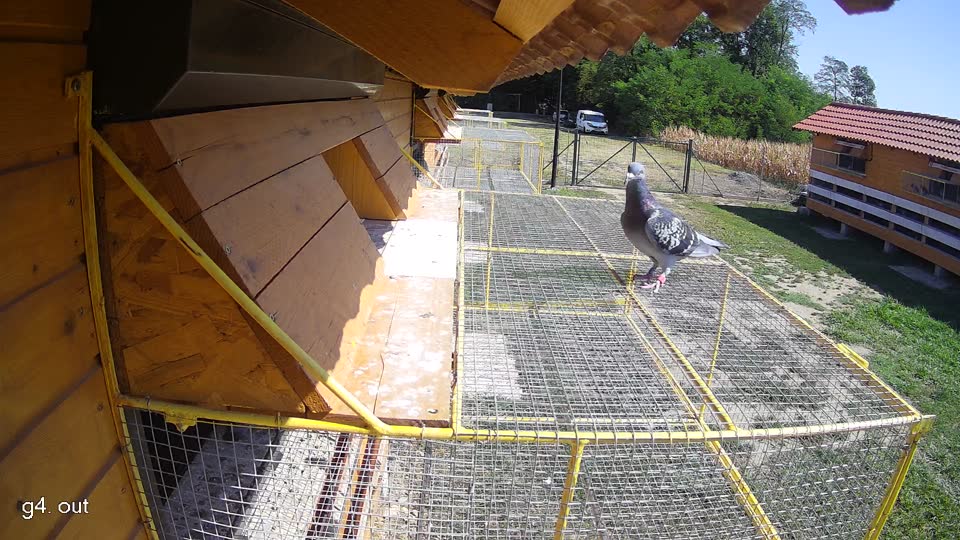 Pigeon Arrival Image For Race Race 2