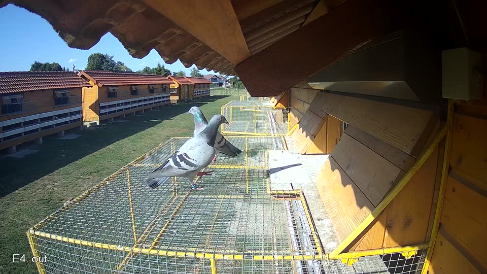Pigeon Arrival Image For Race Race 5