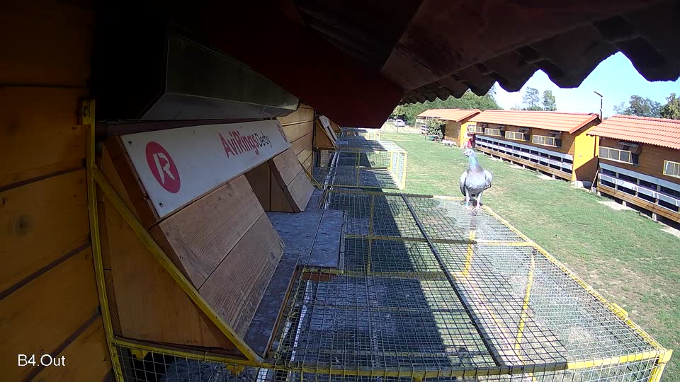 Pigeon Arrival Image For Race Final Race 1/3