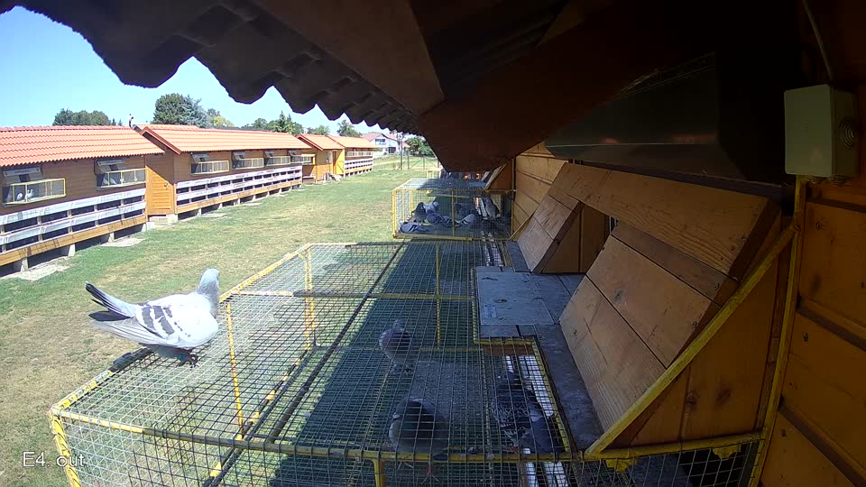 Pigeon Arrival Image For Race Race 2