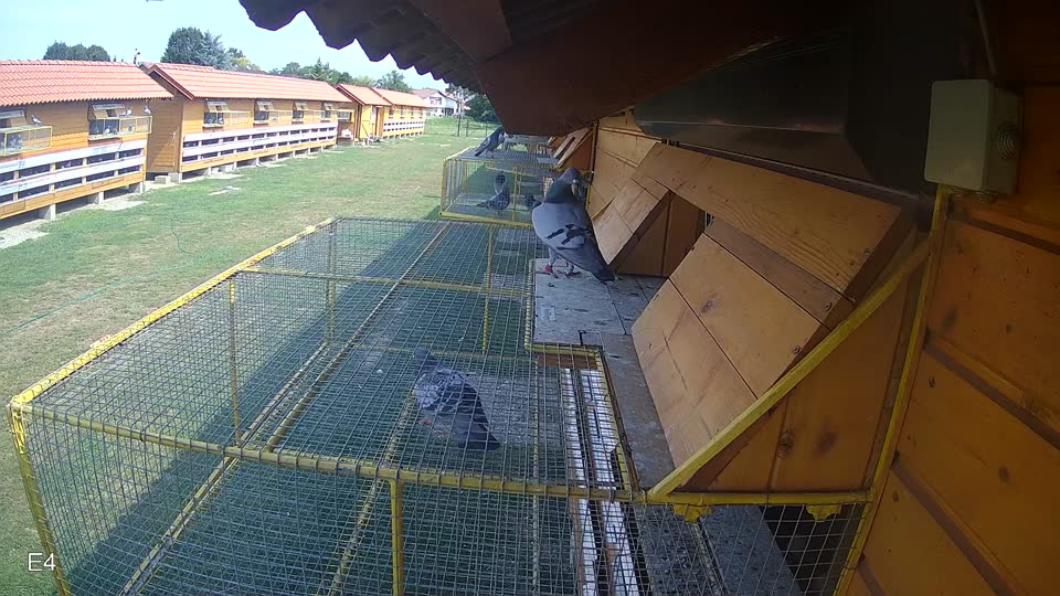 Pigeon Arrival Image For Race Race 3