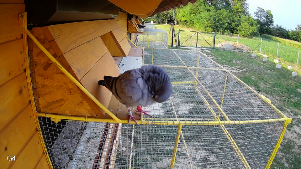 Pigeon Arrival Image For Race Race 4