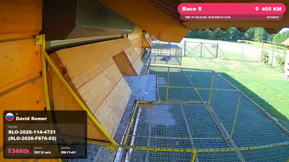Pigeon Arrival Image For Race Race 5