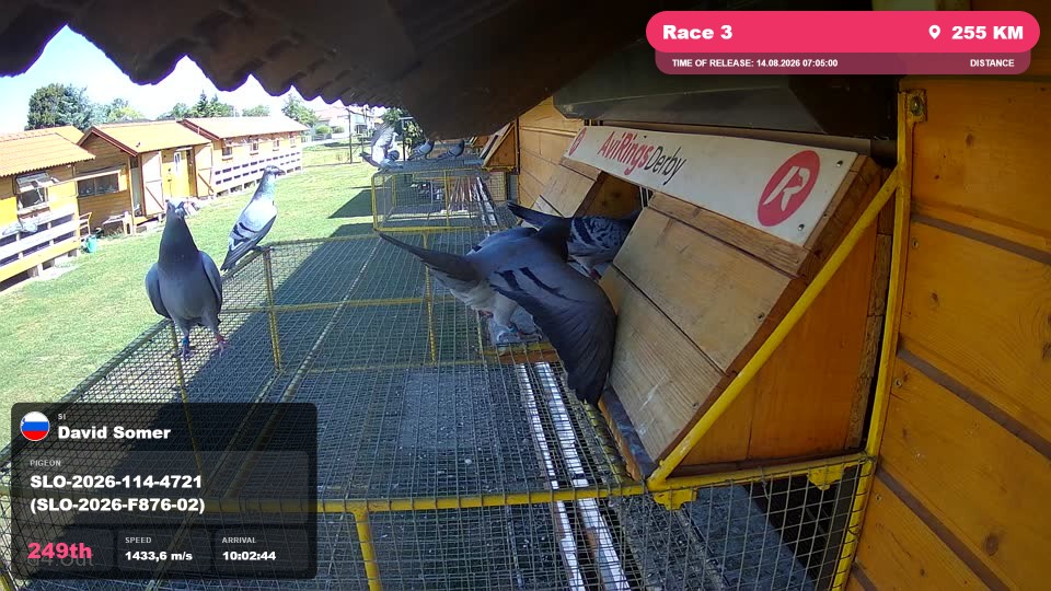 Pigeon Arrival Image For Race Race 3
