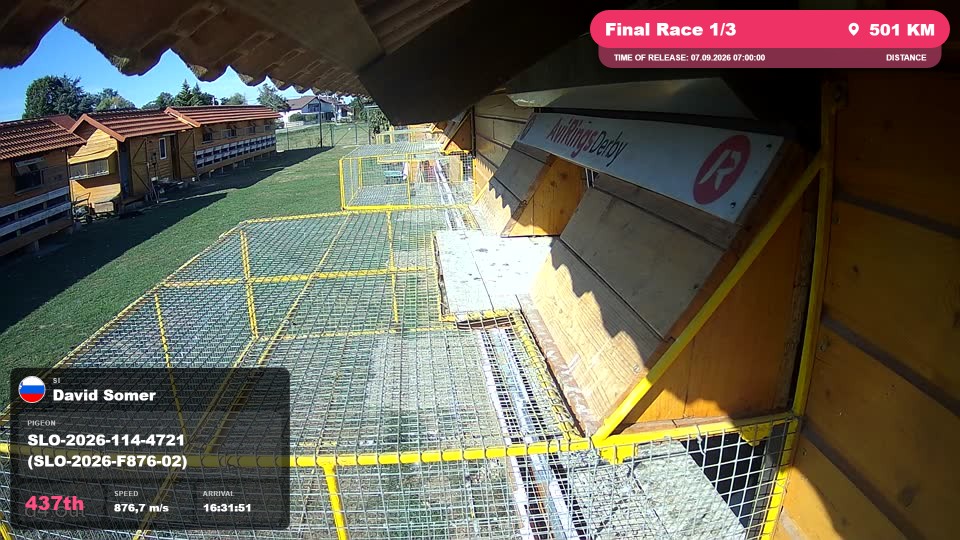 Pigeon Arrival Image For Race Final Race 1/3
