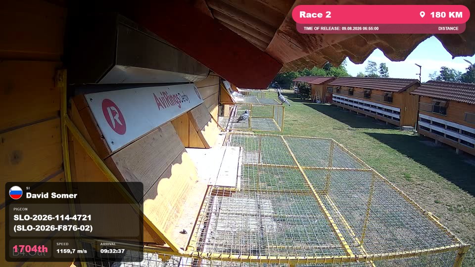 Pigeon Arrival Image For Race Race 2