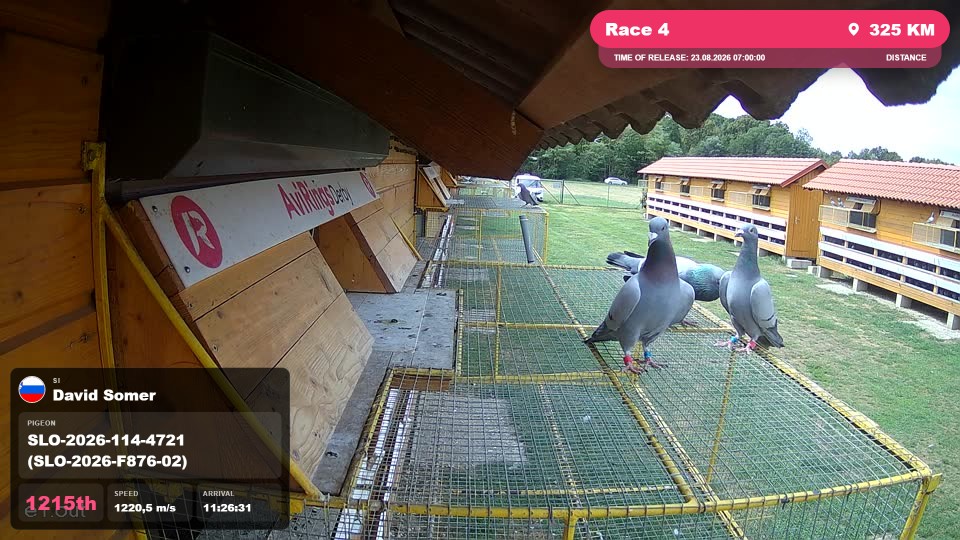Pigeon Arrival Image For Race Race 4
