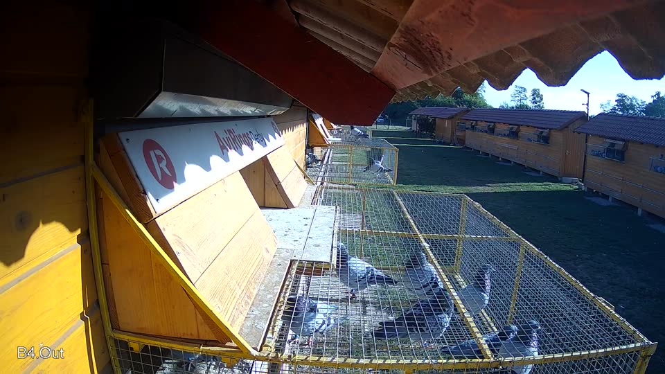 Pigeon Arrival Image For Race Race 5