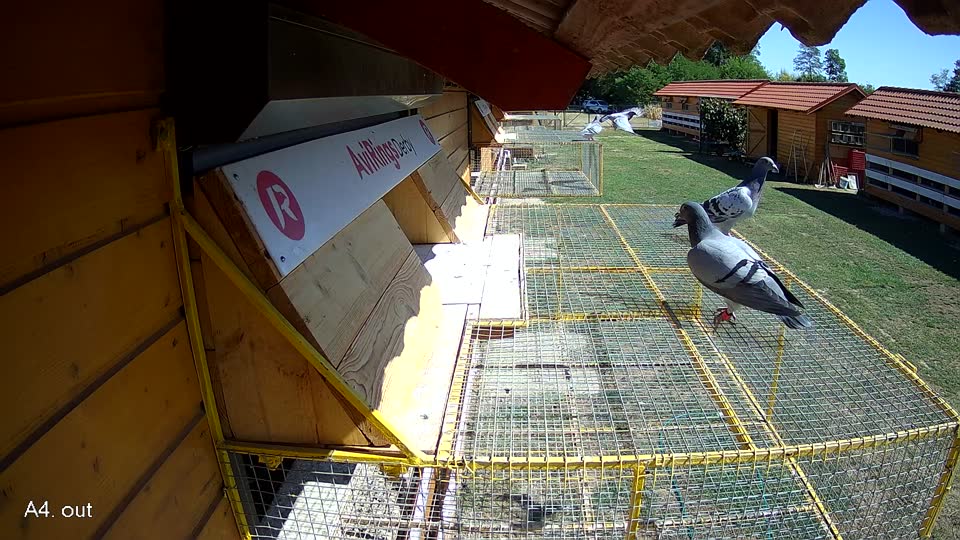 Pigeon Arrival Image For Race Race 3