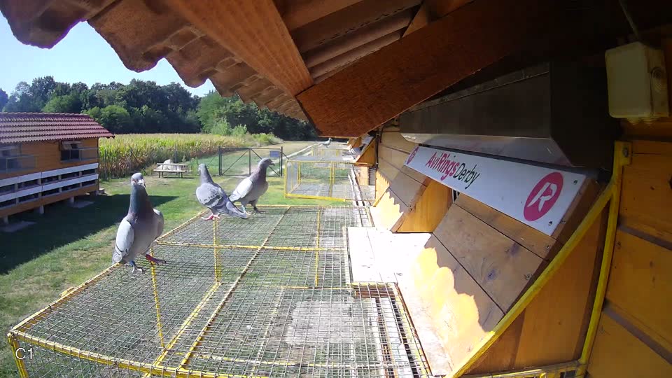 Pigeon Arrival Image For Race Race 2