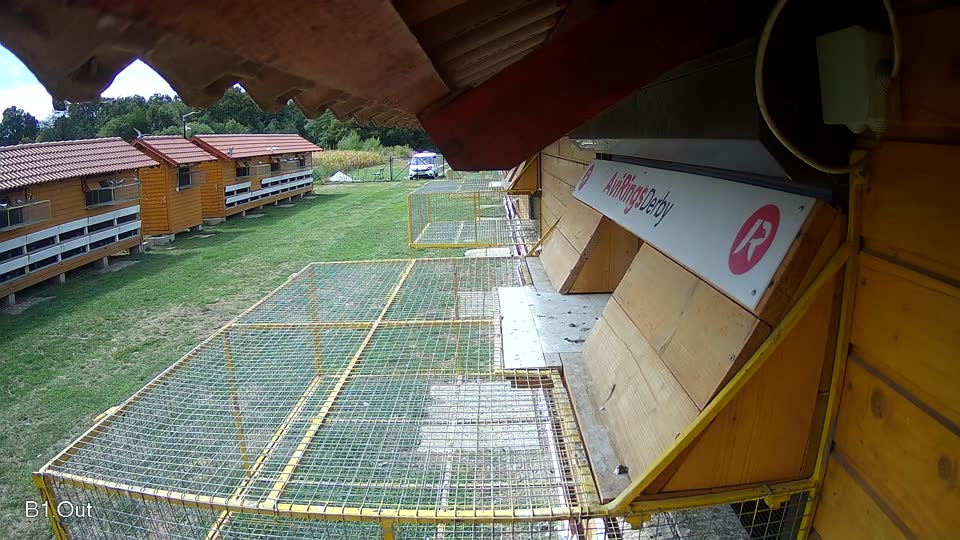 Pigeon Arrival Image For Race Race 4