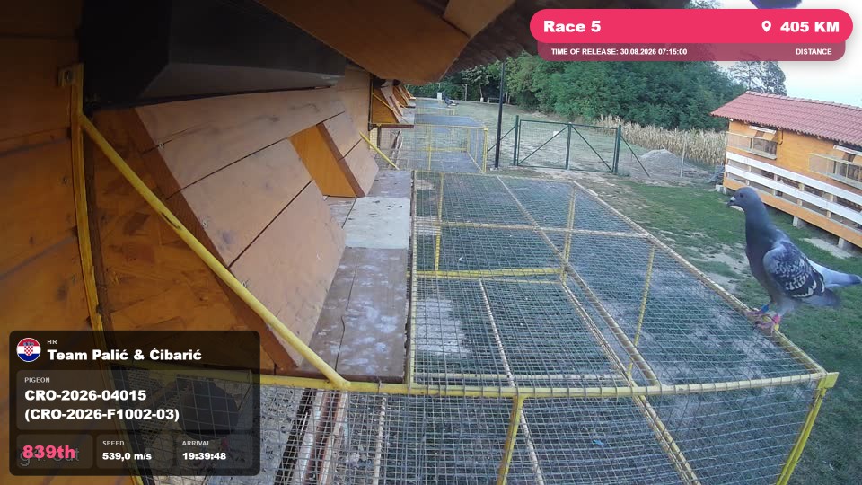 Pigeon Arrival Image For Race Race 5