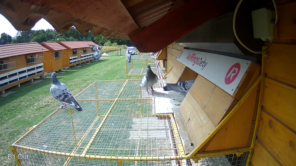 Pigeon Arrival Image For Race Race 4