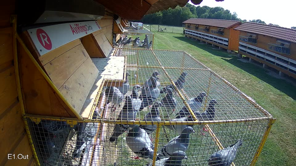 Pigeon Arrival Image For Race Race 3