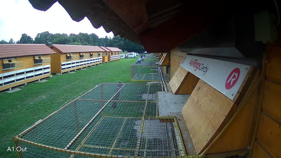Pigeon Arrival Image For Race Final race 1