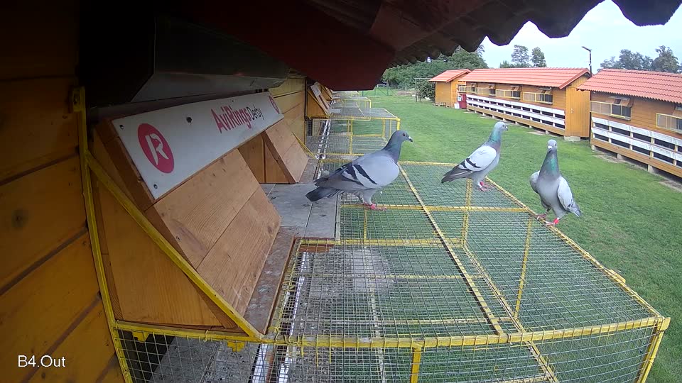 Pigeon Arrival Image For Race Final race 2