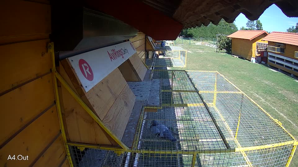 Pigeon Arrival Image For Race Race 5