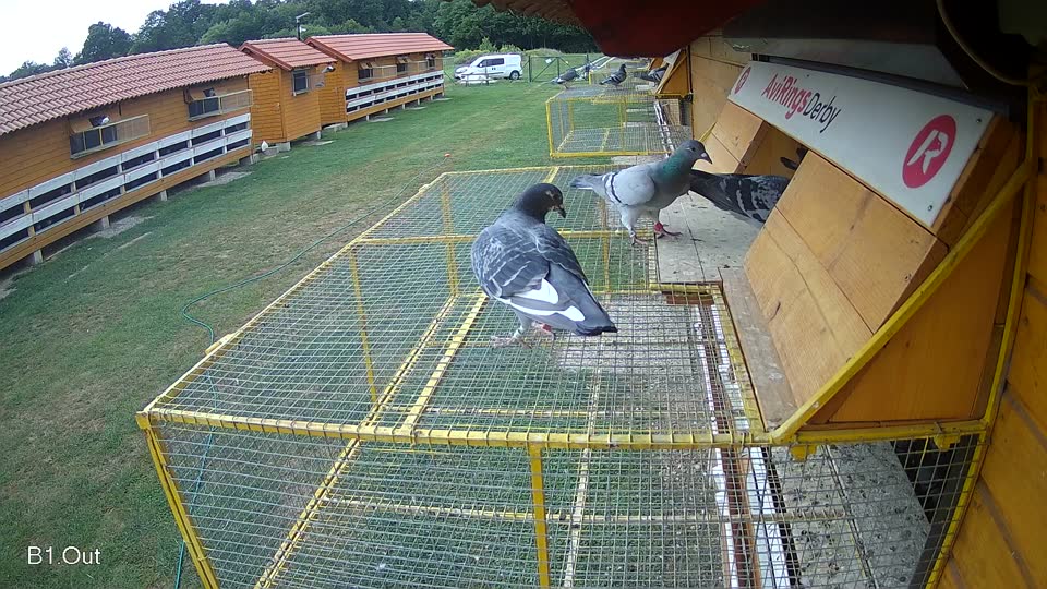 Pigeon Arrival Image For Race Race 3