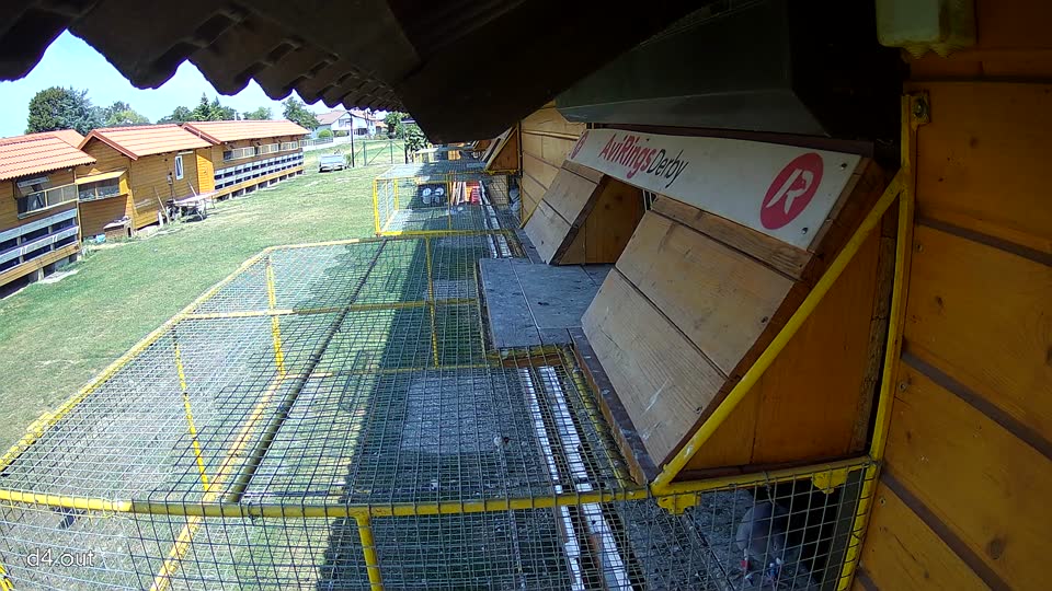 Pigeon Arrival Image For Race Race 1