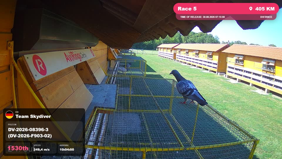Pigeon Arrival Image For Race Race 5