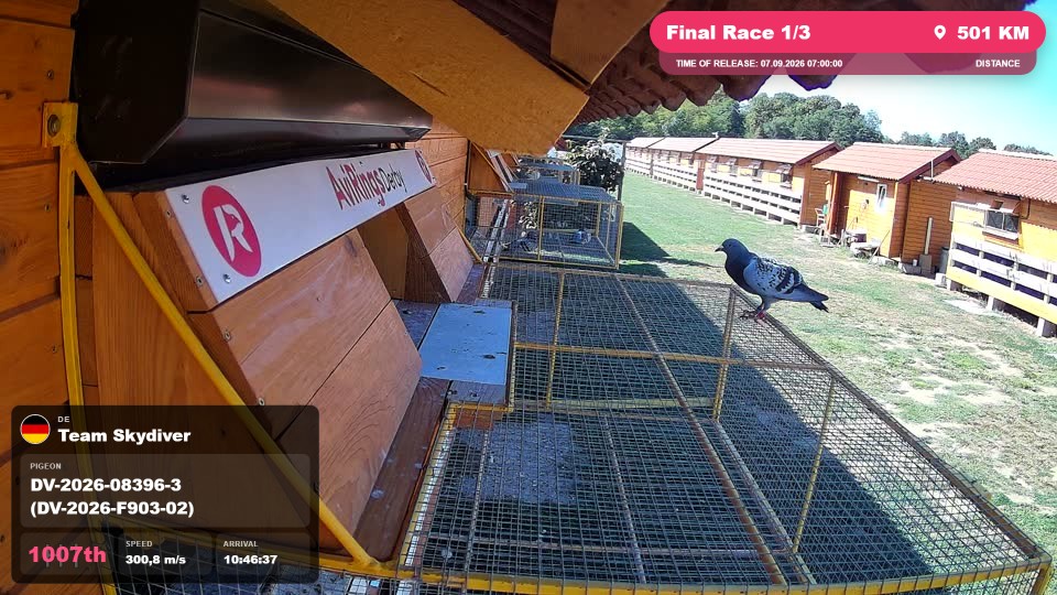 Pigeon Arrival Image For Race Final Race 1/3