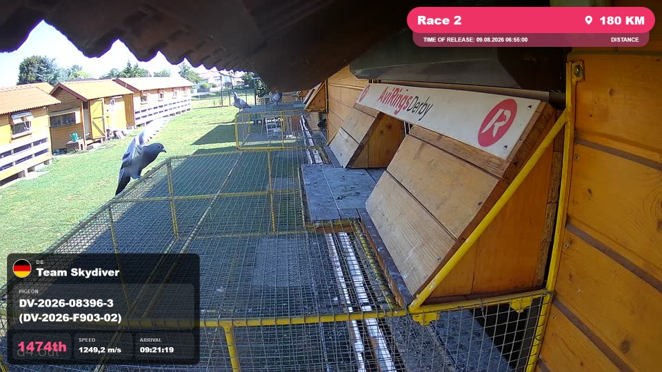Pigeon Arrival Image For Race Race 2
