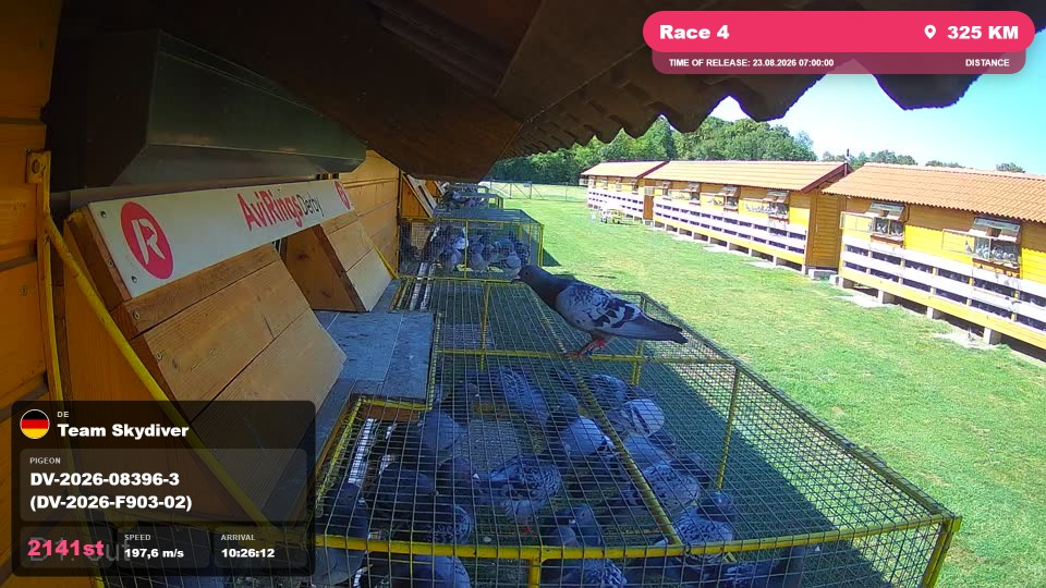 Pigeon Arrival Image For Race Race 4