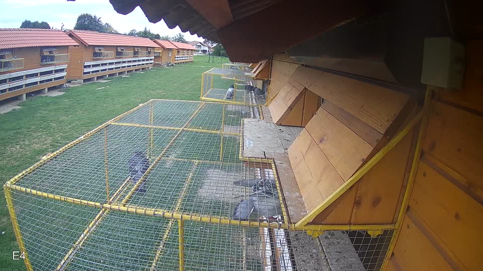 Pigeon Arrival Image For Race Race 6