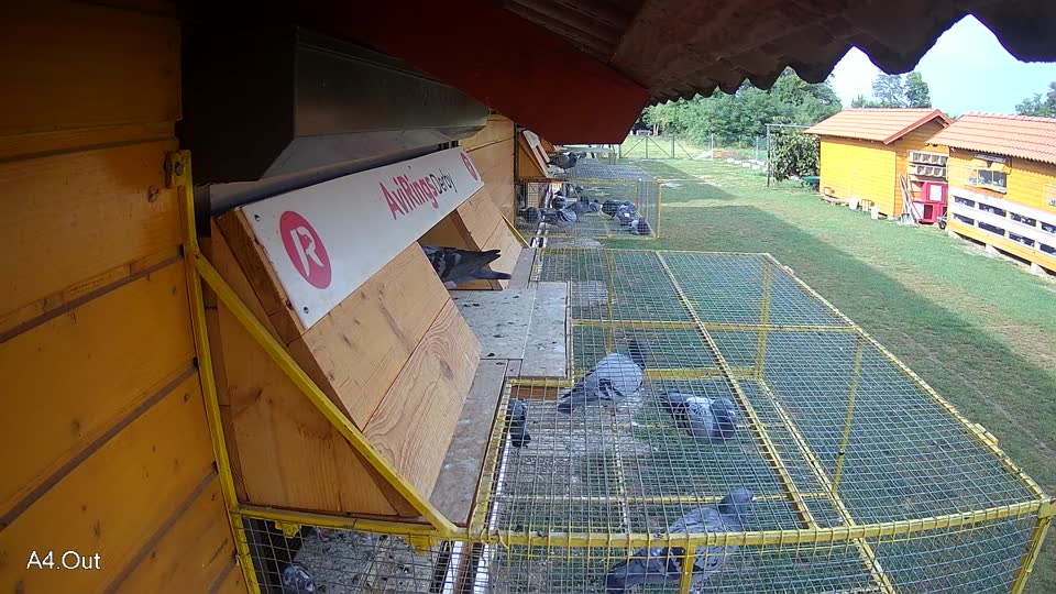 Pigeon Arrival Image For Race Race 4