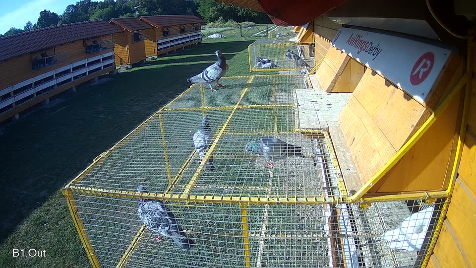 Pigeon Arrival Image For Race Race 5