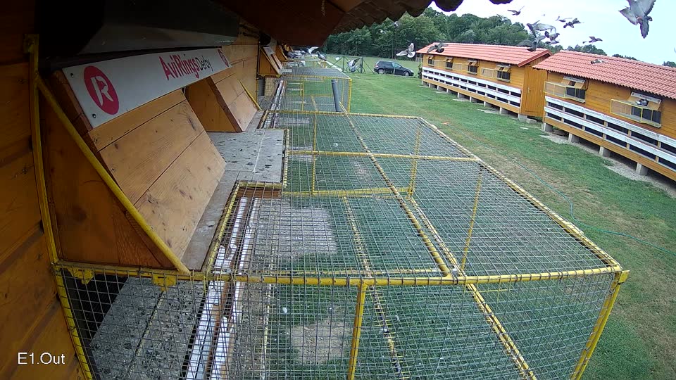Pigeon Arrival Image For Race Race 3