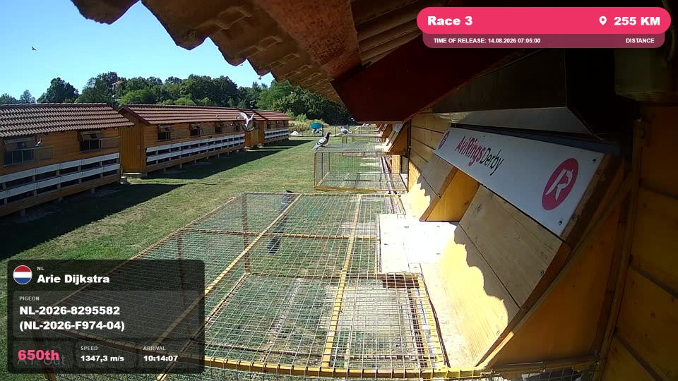 Pigeon Arrival Image For Race Race 3